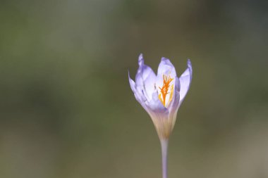 Damascus crocus (Crocus iptal subsp damascenus)