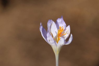 Damascus crocus (Crocus iptal subsp damascenus)