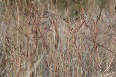 Yaygın sazlık otu (Hyparrhenia hirta) 