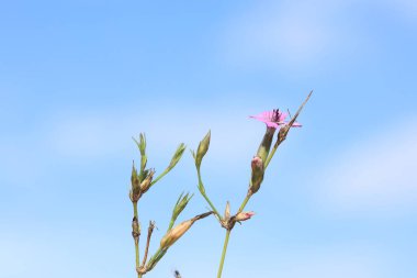 Dianthus tripunctatus çiçeği, diğer adıyla Üç Noktalı Pembe