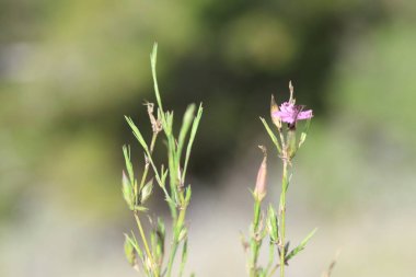 Dianthus tripunctatus çiçeği, diğer adıyla Üç Noktalı Pembe