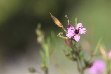 dianthus tripunctatus flower, also known as Three-spotted Pink clipart