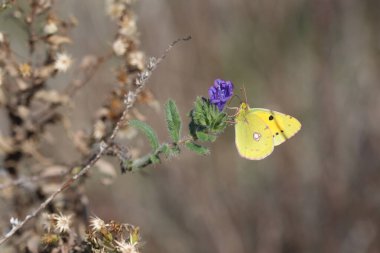 Bulutlu Sarı ya da Kelebek Kelebeği 