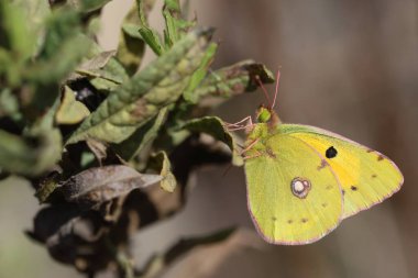 Clouded Yellow or Colias croceus butterfly  clipart