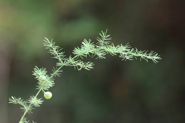 Kuşkonmaz acutifolius bitkisinin tohumları. 