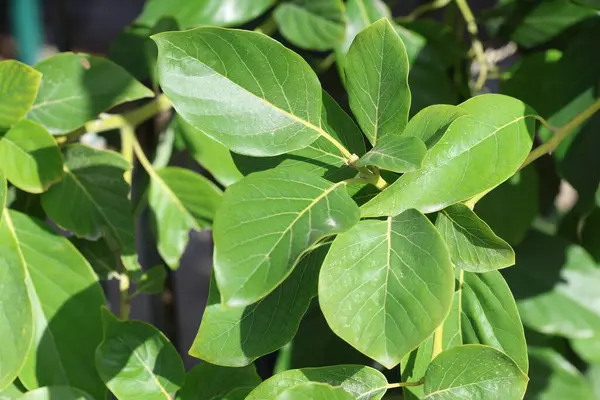 Avokado yapraklarının yeşil manzarasını kapat
