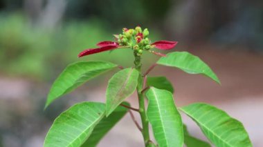 Euphorbia pulcherrima, Meksika ve Orta Amerika 'ya özgü bir çiçek türüdür.