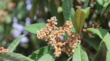 Çiçeklerin ve lokuat ağaçlarının yapraklarının yakınına. Bal arıları nektar topluyor.