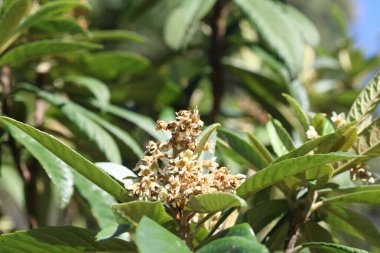 close up of blooms loquat tree clipart