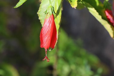  uyku engeli çiçeği (Türk şapkası mallow))