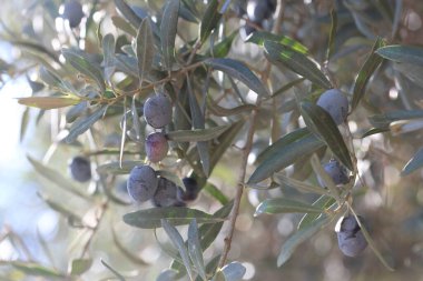 Olgun siyah zeytinler ağaçta