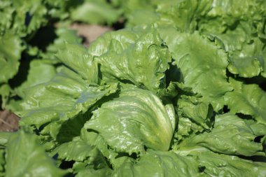  Buzdağı marulu hasat için hazır.