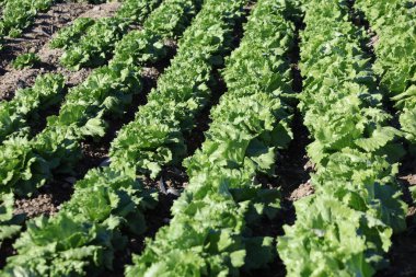 Marul yetiştirilmiş marul tarlası.