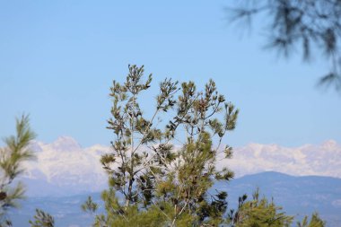 Türk çam ağacının kozalaklı dalı