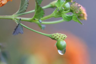 rain drop on lantana (shrub verbenas or lantanas) flower clipart