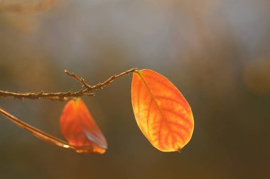 Kasım 'da sarı sonbahar yaprakları