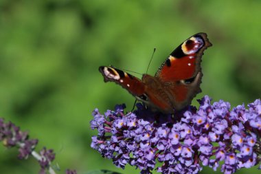  Avrupa Tavuskuşu (İnachis io) çiçeğin üzerinde tereyağlı