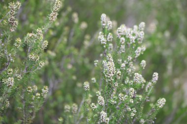 Erica manipuliflora, Erica cinsine ait bir bitkidir.