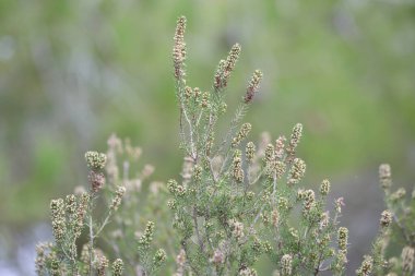 Erica manipuliflora, Erica cinsine ait bir bitkidir.