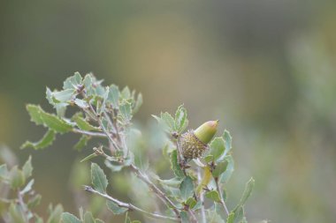 Quercus coccifera meşe palamudu ve yaprakları