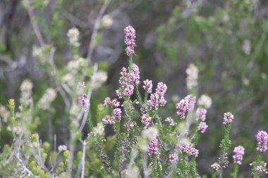 Erica manipuliflora, Erica cinsine ait bir bitkidir.