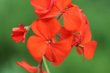 pelargonium inguinans flower isolated on green background clipart