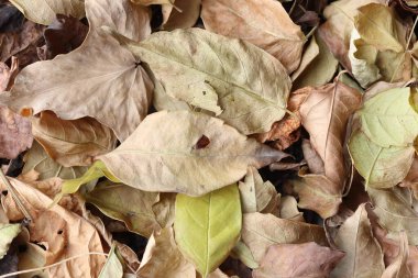 Sonbahar yaprakları yerde..