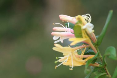 Çalı çırpı veya sarmaşık kuşları olan hanımeli çiçeklerini kapatın.