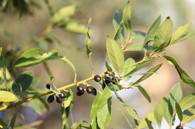 Daphne yapraklarını ve tohumlarını kapatın.