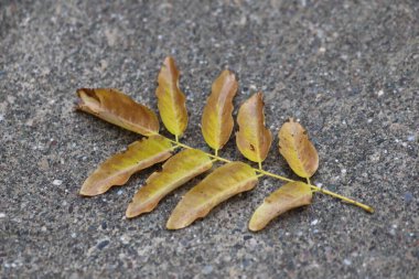 Sonbahar yaprakları yerde.