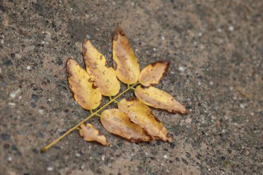 Sonbahar yaprakları yerde.