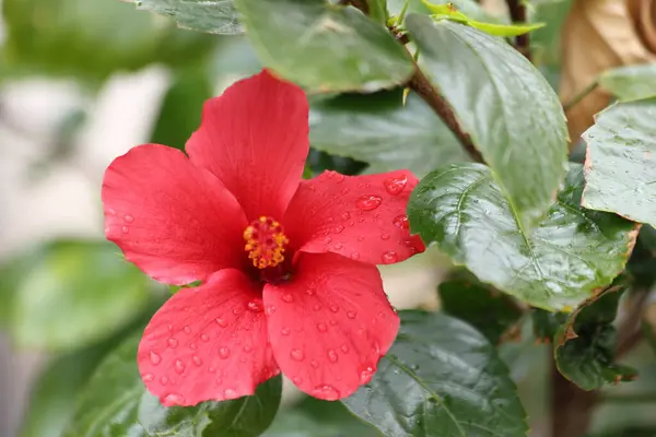  yağmur damlaları ile hibiscus rosa-sinensis)