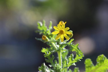 Eastern groundsel (Senecio vernalis) flower  clipart