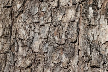 Jacaranda kabuk dokusu (Jacaranda mimosifolia) ağacı