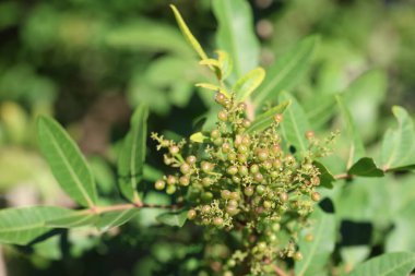 Schinus terebinthifolius raddi ağacının meyveleri ve yaprakları