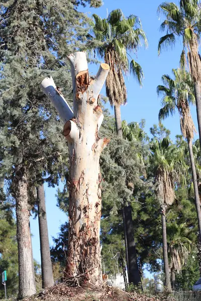 Aşırı budanmış okaliptüs ağacı gövdesi
