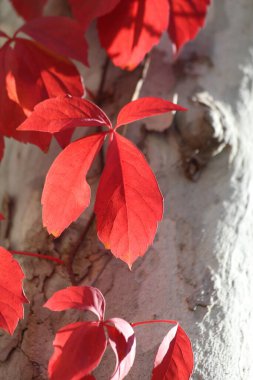 kırmızı sarmaşık yaprakları bir uçak ağacında