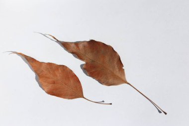 brown leaves of kurrajong (Brachychiton populneus) tree isolated on white background clipart