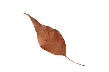 brown leaves of kurrajong (Brachychiton populneus) tree isolated on white background clipart