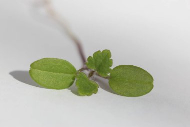 siedlings of birdeye speedwell  flower (Veronica persica)  clipart