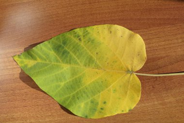 Tahtadaki Prenses Ağacı 'nın (Paulownia tomentosa) yaprağını kapat