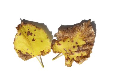 dut yaprağı (Morus alba) beyaz üzerine izole edilmiş