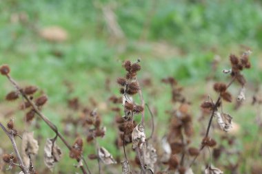 xanthium strumarium, Asteraceae familyasından yıllık olarak üretilen bir bitki türü.