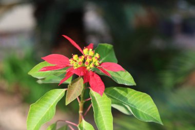 Euphorbia pulcherrima 'nın kırmızı çiçeği (Meksika Ateş Yaprağı) 