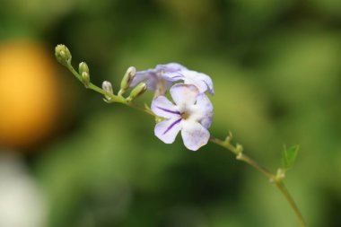 beautiful flower of Duranta erecta clipart