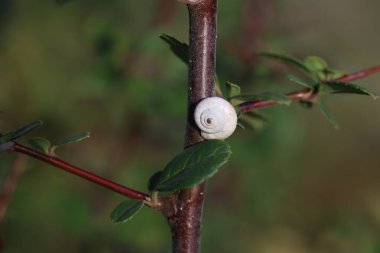 Yeşil yapraklı bir salyangoz