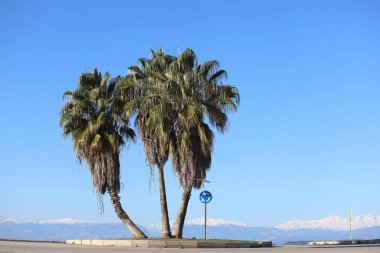 Karlı dağ zeminli palmiye ağaçları