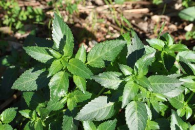 Merialis annua L. yaygın olarak yıllık cıva olarak bilinir.