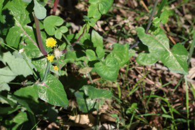 Sonchus oleraceus, Asteraceae familyasından Avrupa ve Batı Asya 'ya özgü bir bitki türü.