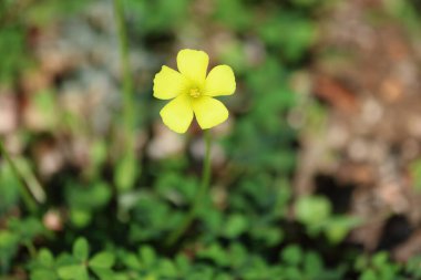 Oxalis pes-caprae is a species of tristylous yellow-flowering plant clipart